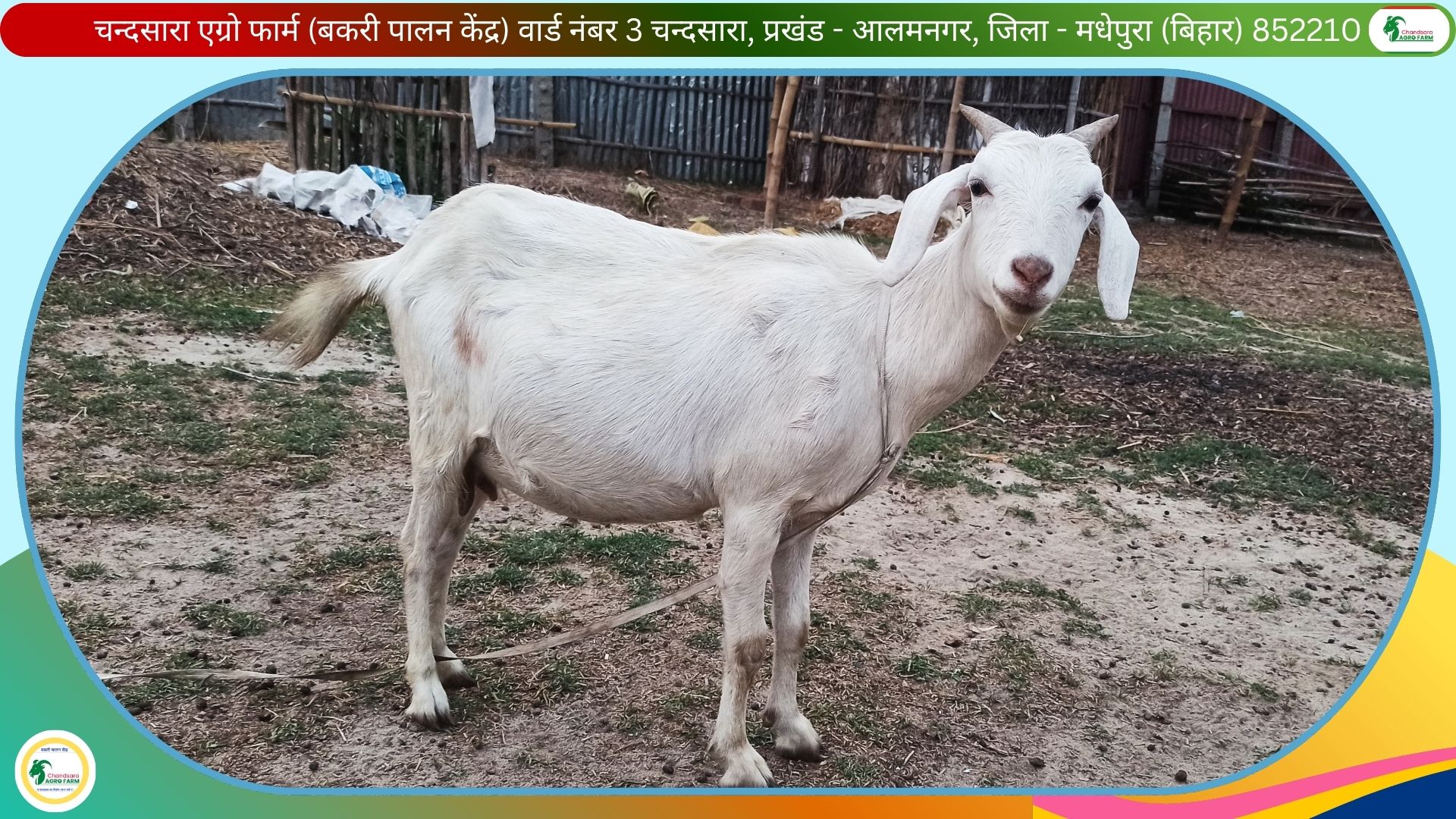 Chandsara Agro Farm (Bakri Farm) 7